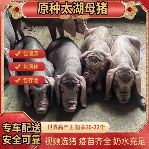 连云港原种太湖母猪原种太湖母猪