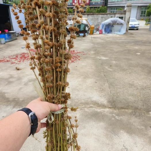亳州益母草 药厂 工艺