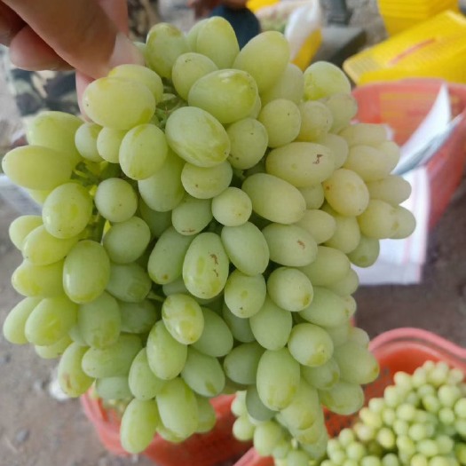 吐鲁番无核白
