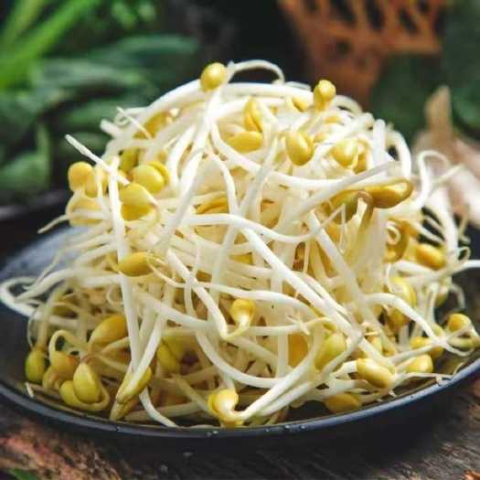 拉萨青藏高原豆芽