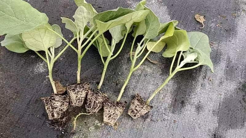 博罗县广东省惠州市优质茄子苗 ，有中茄长茄烧烤茄圆茄，承诺苗场直供