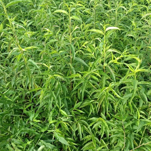雷波县毛桃树苗