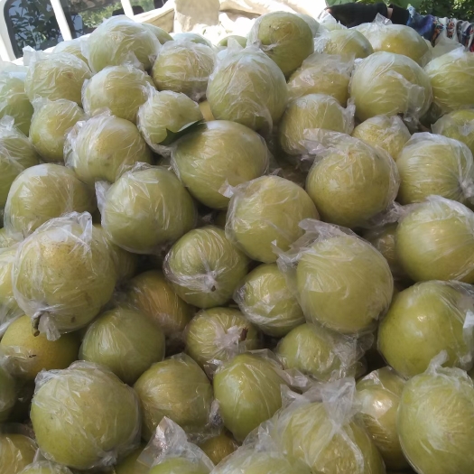 阳信县个大，皮薄，汁多，甘甜
