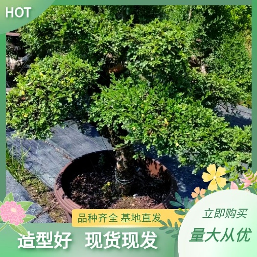 四会市清香木