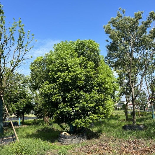 常州香樟
