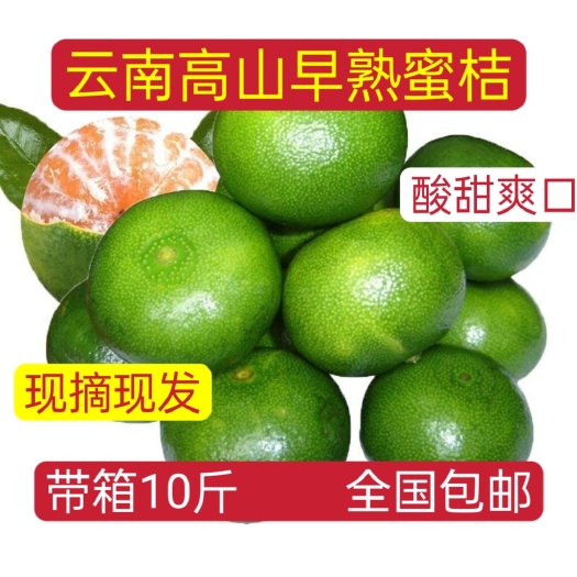 云南高山早熟蜜桔现摘现发带箱10斤一件包邮水果批发