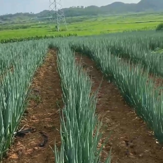 安顺长白大葱