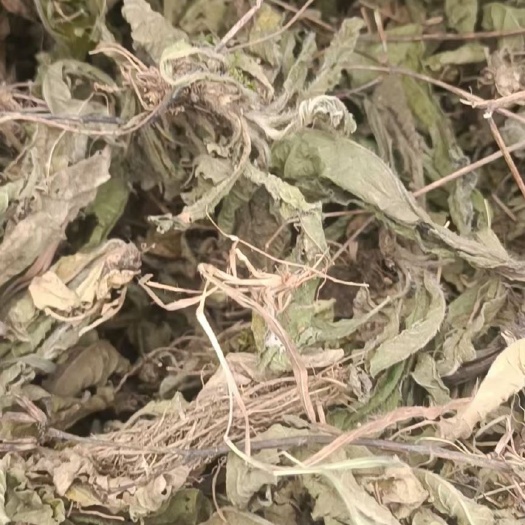 地胆草通货一手货源(干货)