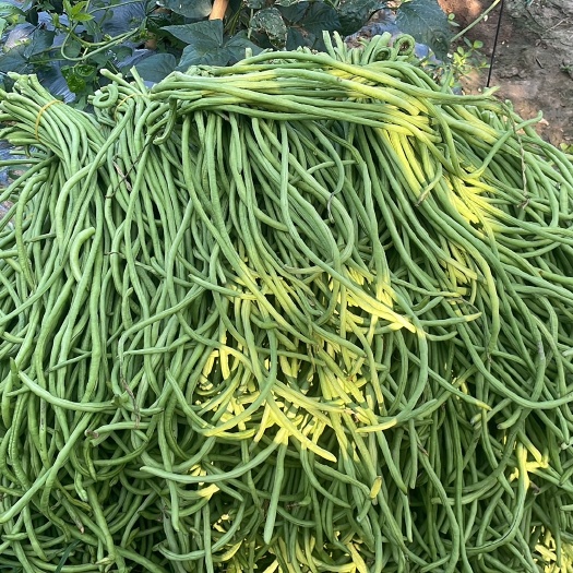 正阳县豇豆，长豆角地里现摘的，有500斤左右，需要的联系