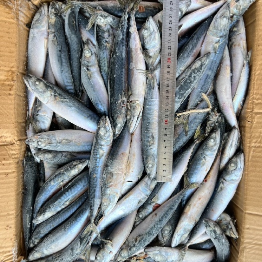 石狮市北太平洋鲭鱼50-100g