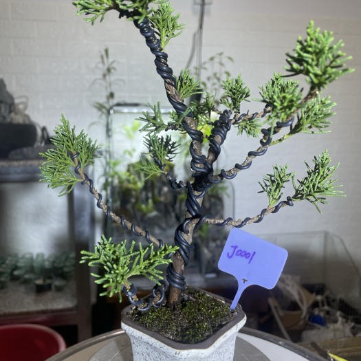 罗定市J0001济洲真柏一物一拍，所见即所得，原盆原土发货