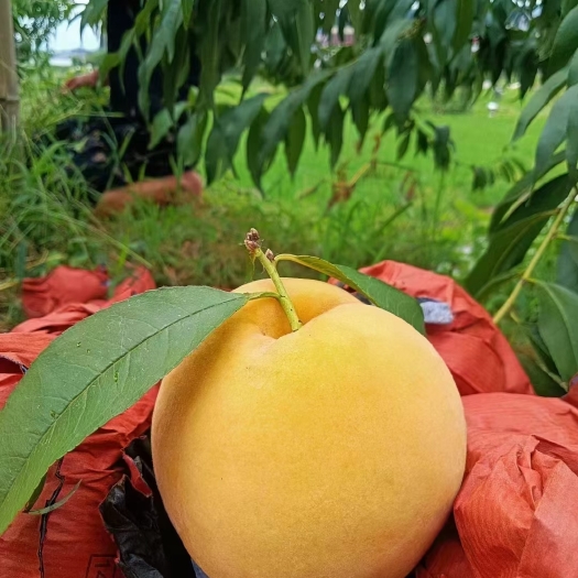 中方县锦绣黄桃
