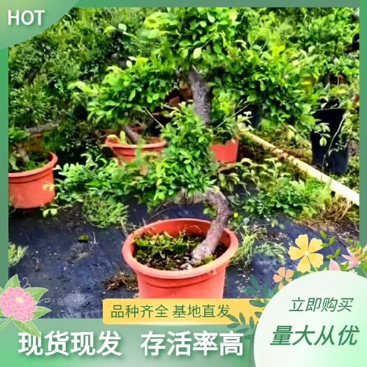 广州榆树