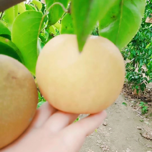 民权县梨 圆黄梨