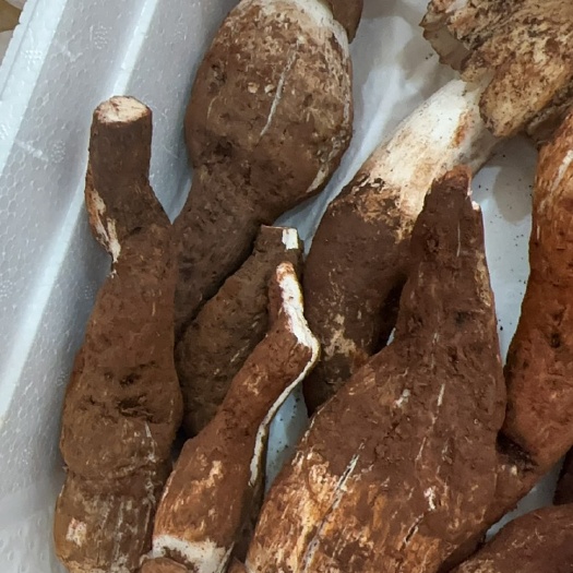成都鸡枞菌