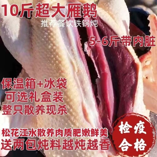 现杀新鲜散养雁鹅净5一10斤