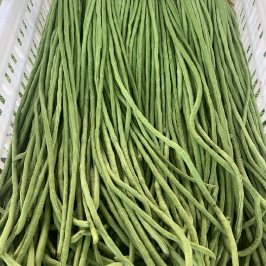 兰陵县精品豆角长豆角一手货源原产地发货对接各大市场商超电商