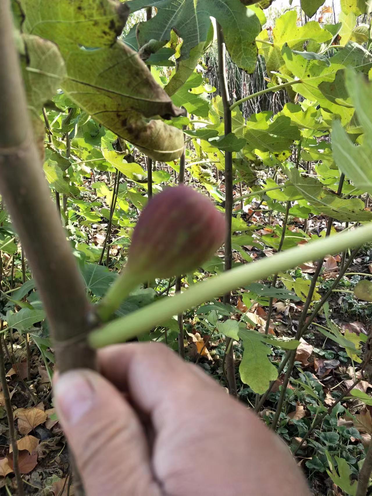 无花果苗出售波姬红无花果树苗价格根布莱瑞克无花果苗