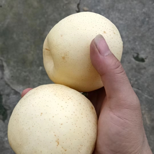 成都现有大量黄金梨出售