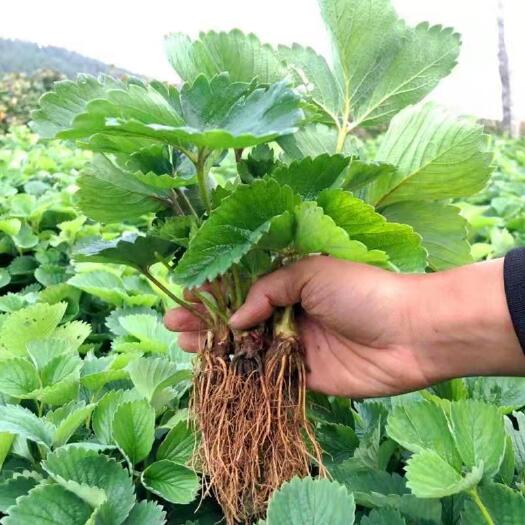 潍坊2023年草莓苗陆续上市了，有需要种植的老板们欢迎前来咨询。