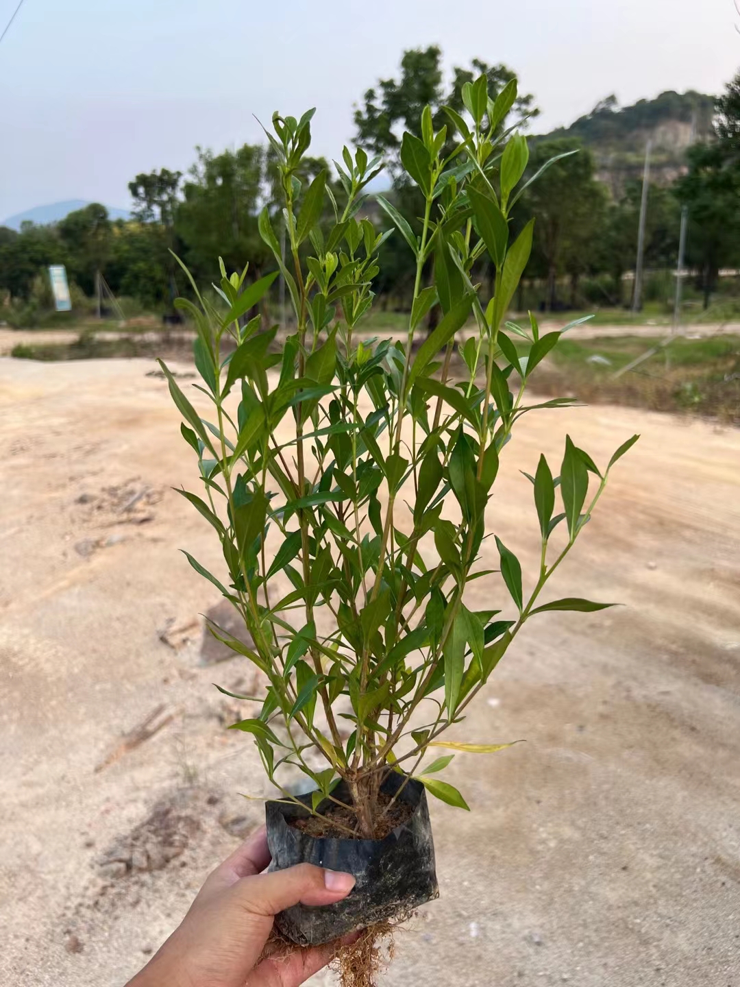 小叶栀子，栀子花