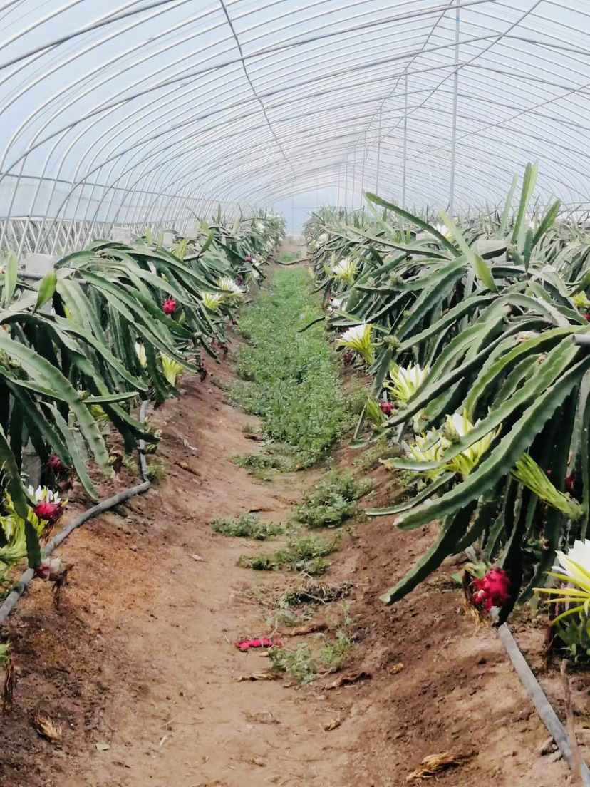红心火龙果两年大苗