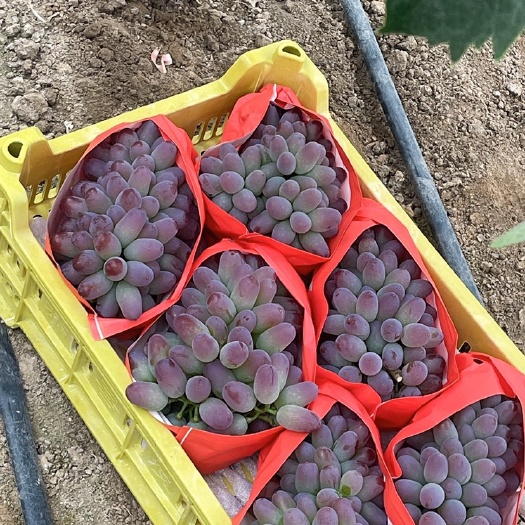 永吉县茉莉香葡萄金红娃葡萄