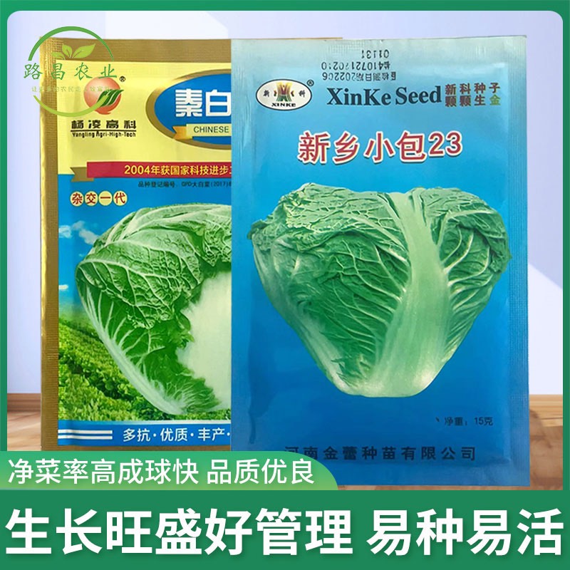 邯郸新乡小包23大白菜种子杨凌高科秦白二号大白菜种子口感好品种