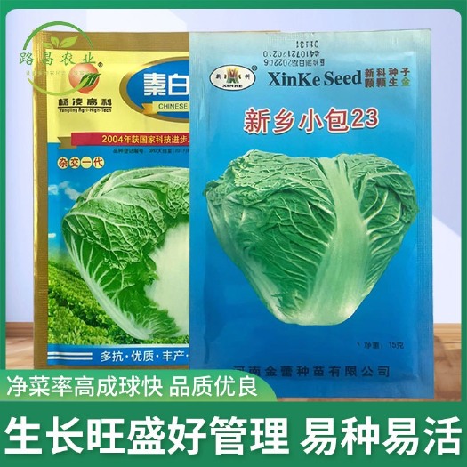 邯郸新乡小包23大白菜种子杨凌高科秦白二号大白菜种子口感好品种