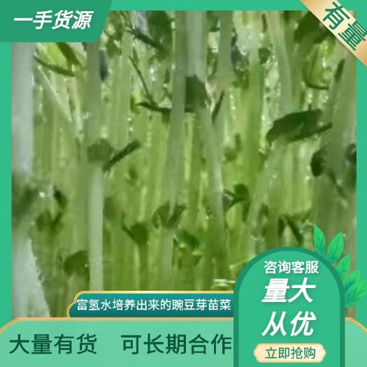 成都豌豆苗，厂家直销，富氢水培豌豆苗