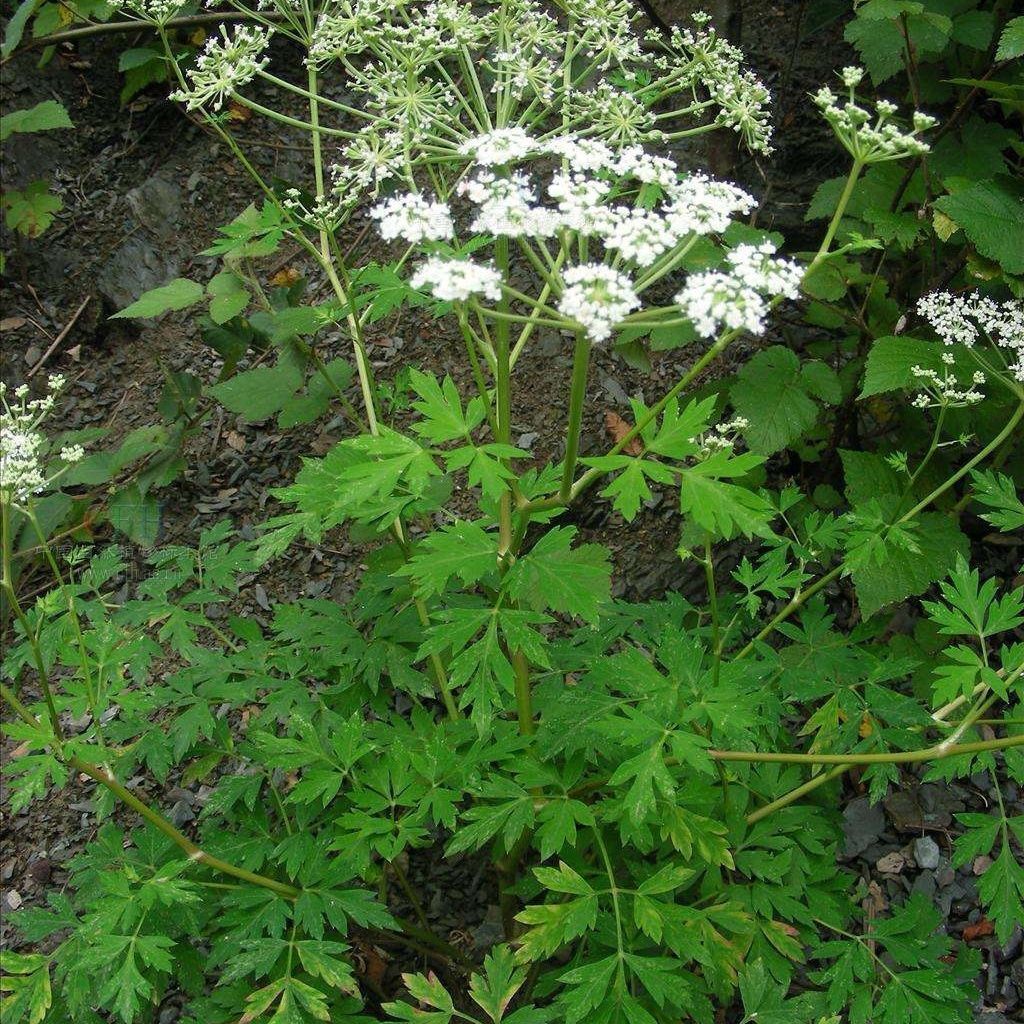 甘肅深山白花前胡中藥材根 農(nóng)家新自采曬無硫干品500g包郵