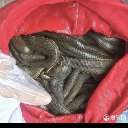 菲牛蛭