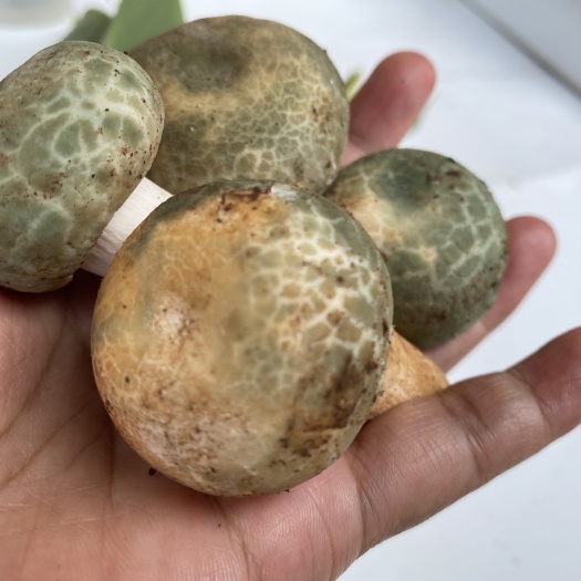 永平县各种野生菌持续上货中