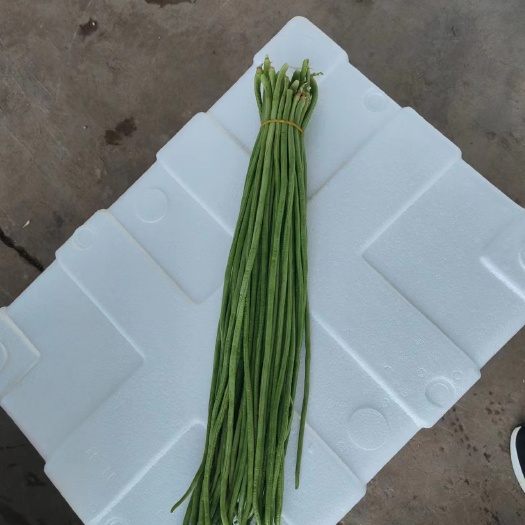 建水县精选长豆角大量有货欢迎各大电商平台市场老板工厂老板前来考察