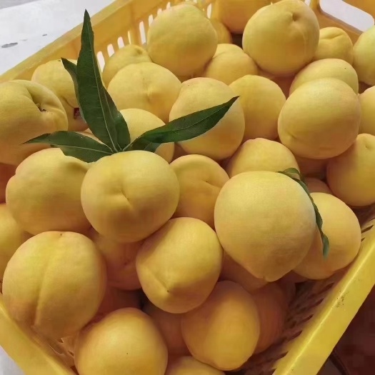 炎陵县湖南炎陵黄桃等高山水果推荐店