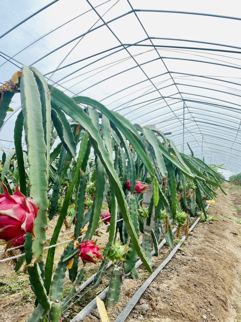 红心火龙果两年大苗