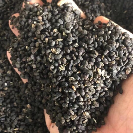 瑞丽市缅甸补骨脂统货