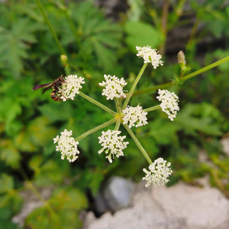 甘肅深山白花前胡中藥材根 農(nóng)家新自采曬無硫干品500g包郵