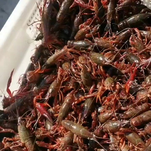 鱼台县山东龙虾苗，优质龙虾苗，种虾，规格齐全，欢迎新老客户光临。。