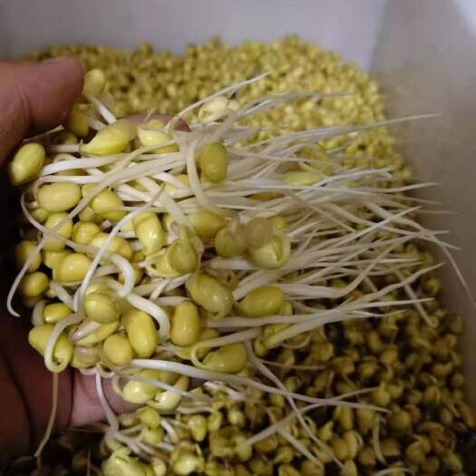 武汉黄豆芽
