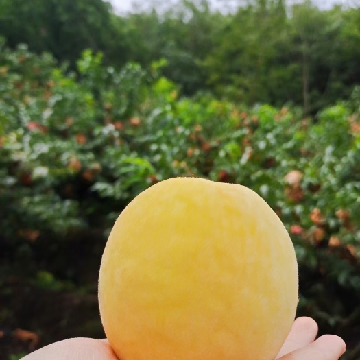 屏山县夏季水果，还得是黄桃呀！香浓多汁的黄桃，是夏天必备呀！超开胃