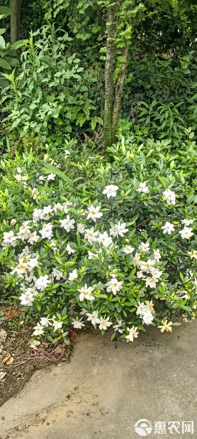 小叶重瓣栀子花12厘米杯