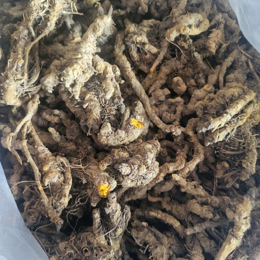 忠县黄连精品