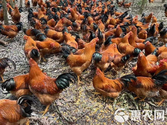 广西灵山土阉鸡黄脚黄肉跑山鸡