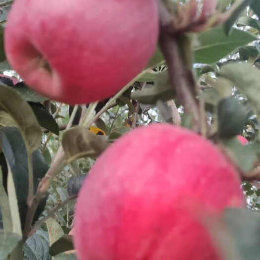 大荔县陕西早熟苹果