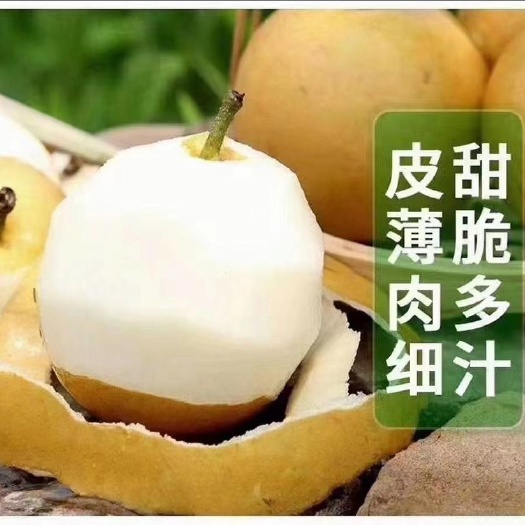 枝江市百里洲砂梨．纯绿色农产品．全国免费包邮．批零兼营．