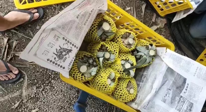 普宁市金钻凤梨原产地发货