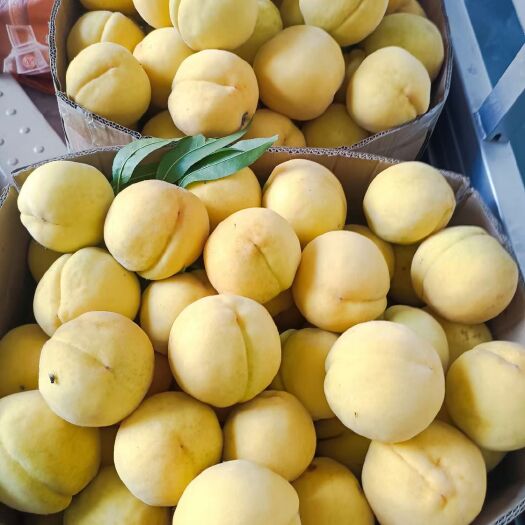 商丘黄金蜜大黄桃，脆甜，