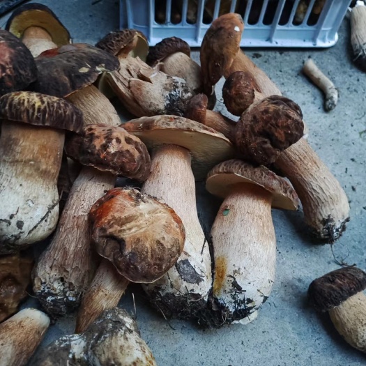 玉龙县野生牛肝菌