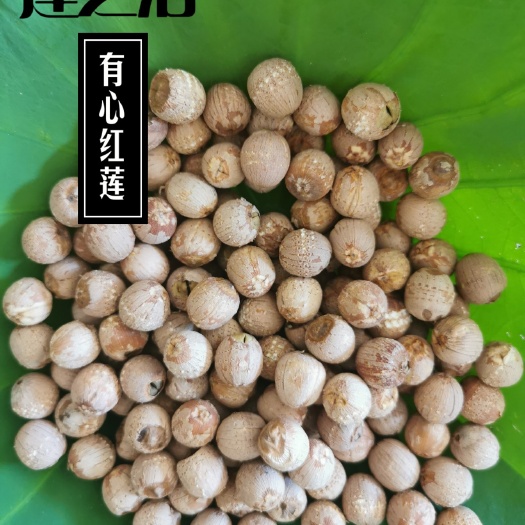 湘潭县红莲子  有心红莲，湘莲，圆粒红莲，原产地直发